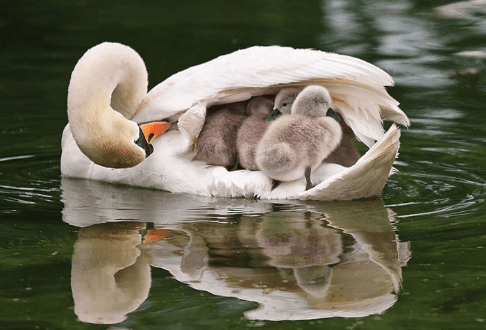 Parent Birds Taking Care of Their Young.