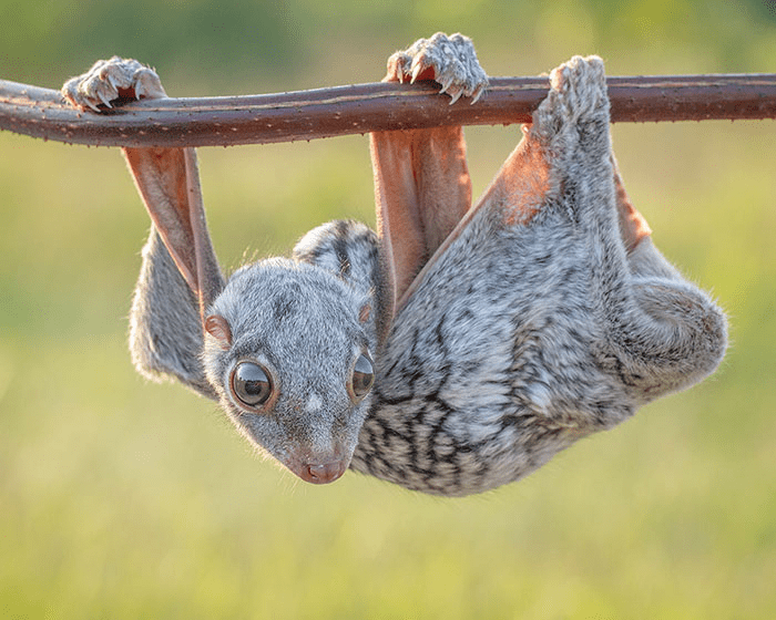 Baby Sunda Colugo