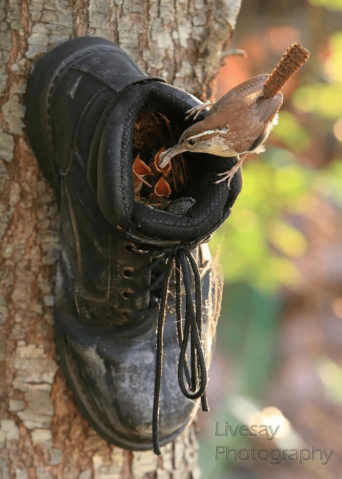 Parent Birds Taking Care of Their Young.