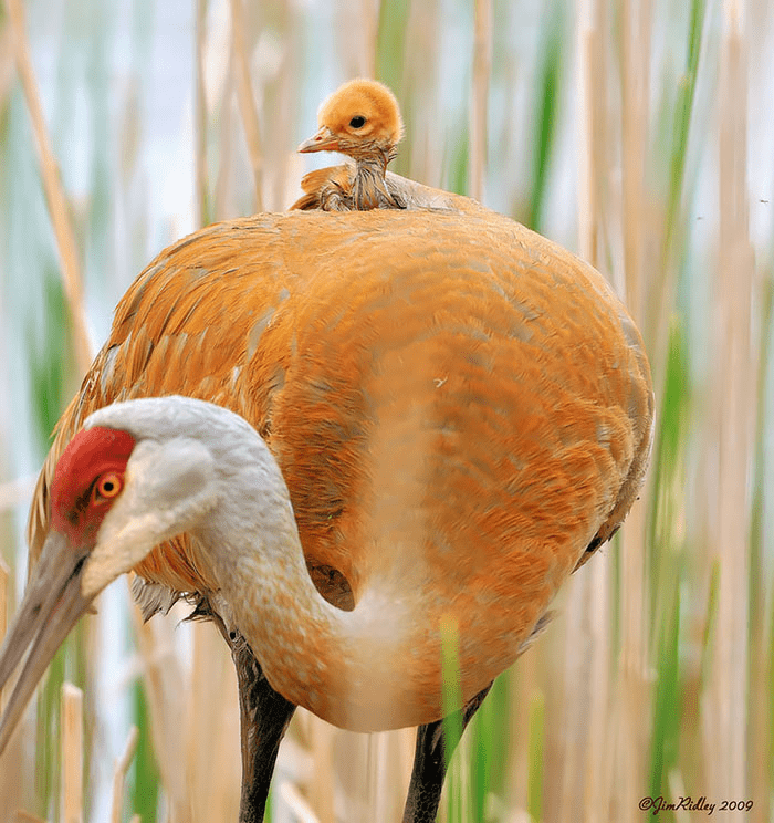 Parent Birds Taking Care of Their Young.