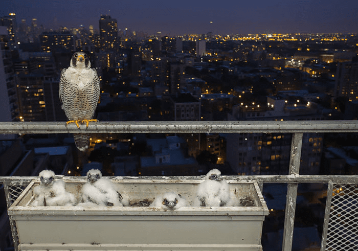 Parent Birds Taking Care of Their Young.