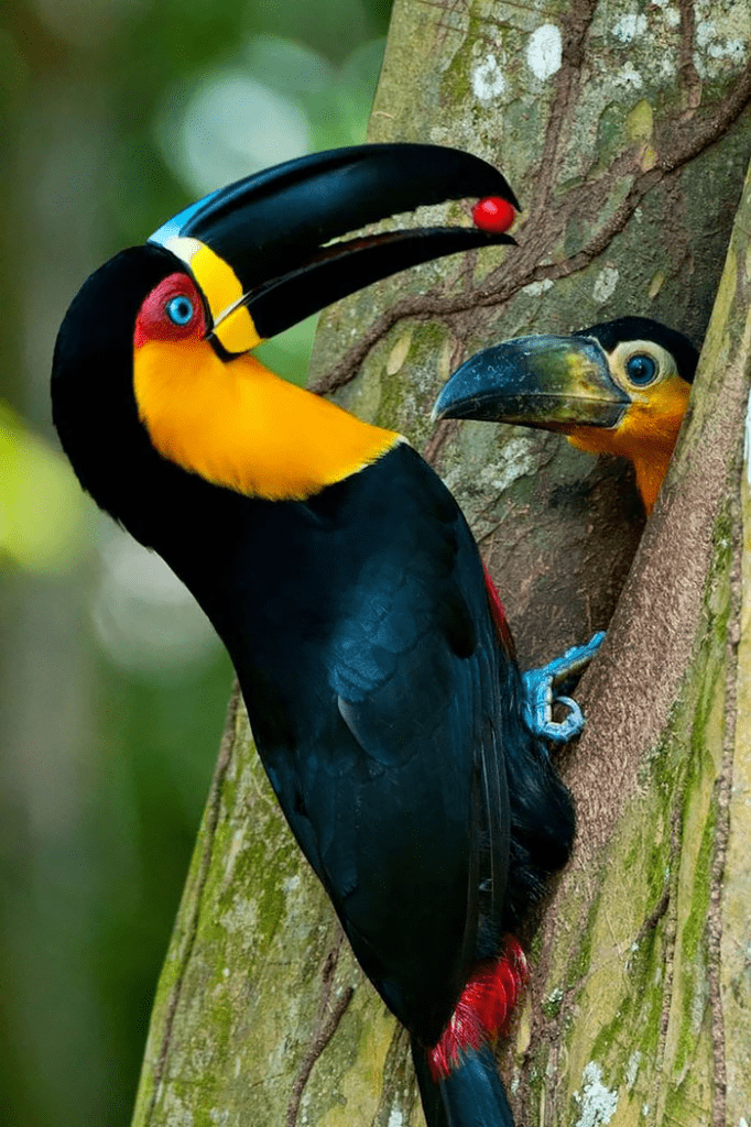 Parent Birds Taking Care of Their Young.