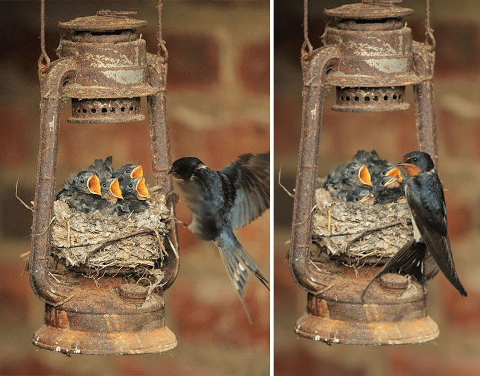 Parent Birds Taking Care of Their Young.