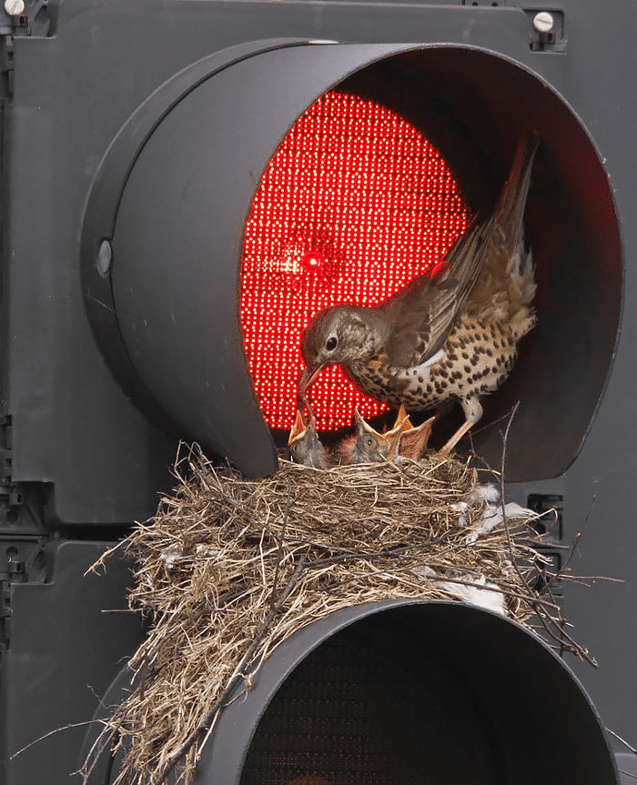 Parent Birds Taking Care of Their Young.