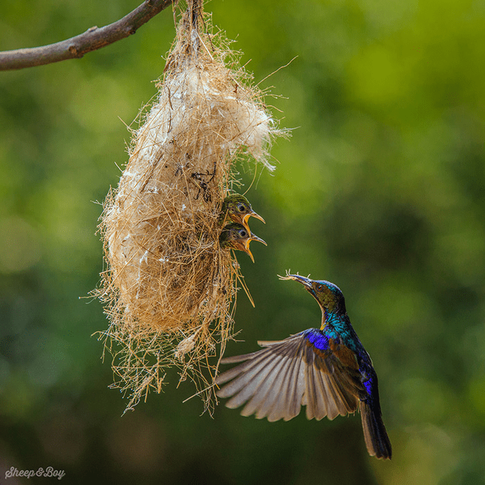 Parent Birds Taking Care of Their Young.