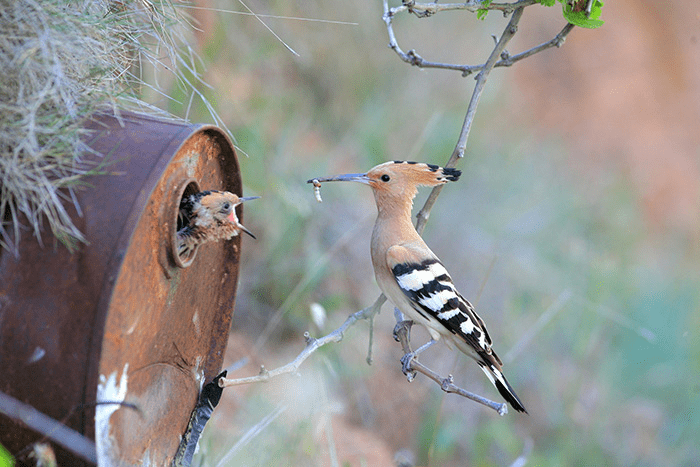 Parent Birds Taking Care of Their Young.