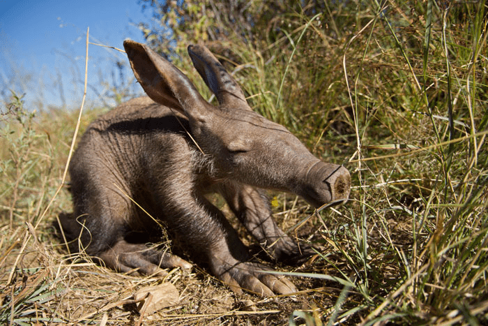 Baby Aardvark