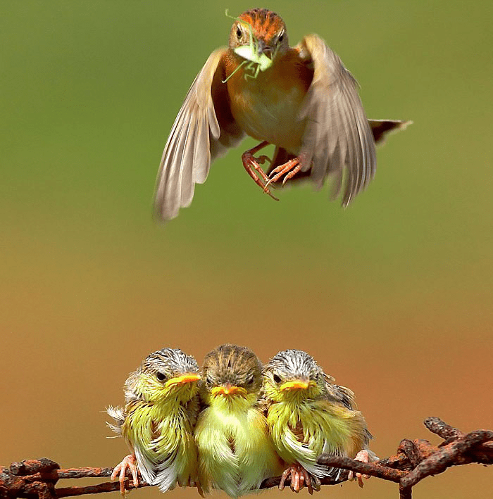 Parent Birds Taking Care of Their Young.