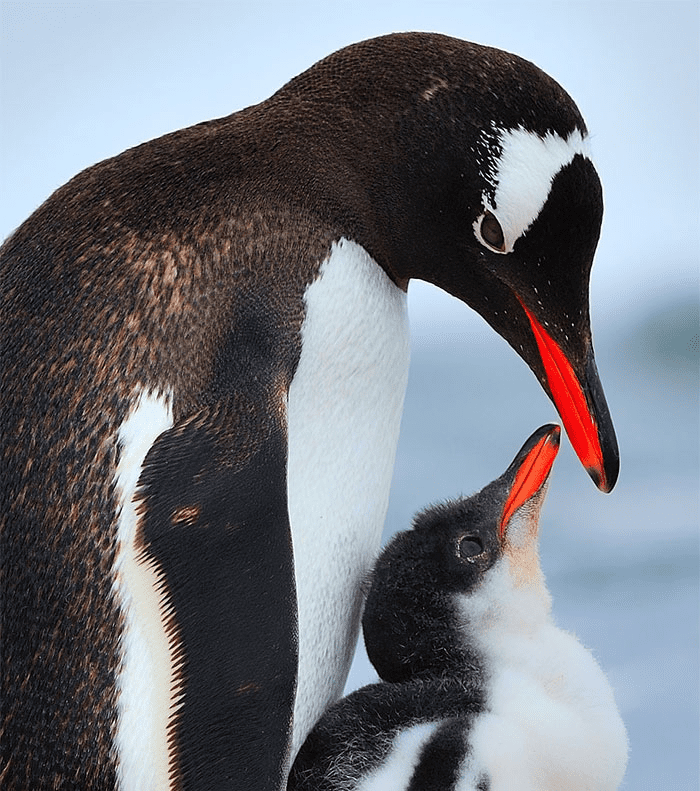 Parent Birds Taking Care of Their Young.