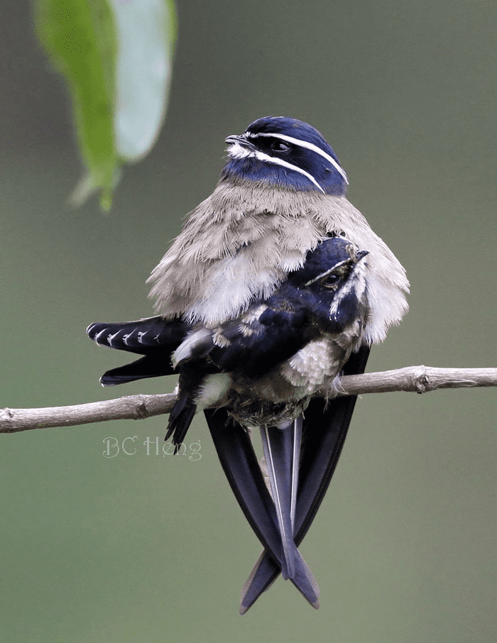 Parent Birds Taking Care of Their Young.