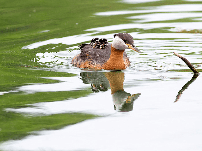 Parent Birds Taking Care of Their Young.