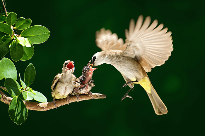 Parent Birds Taking Care of Their Young.