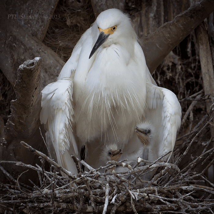 Parent Birds Taking Care of Their Young.