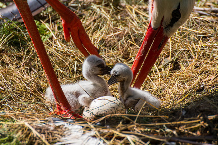 Parent Birds Taking Care of Their Young.