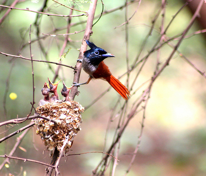 Parent Birds Taking Care of Their Young.