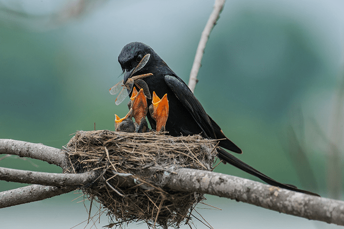 Parent Birds Taking Care of Their Young.