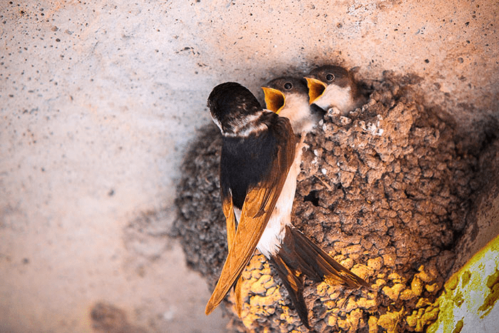 Parent Birds Taking Care of Their Young.