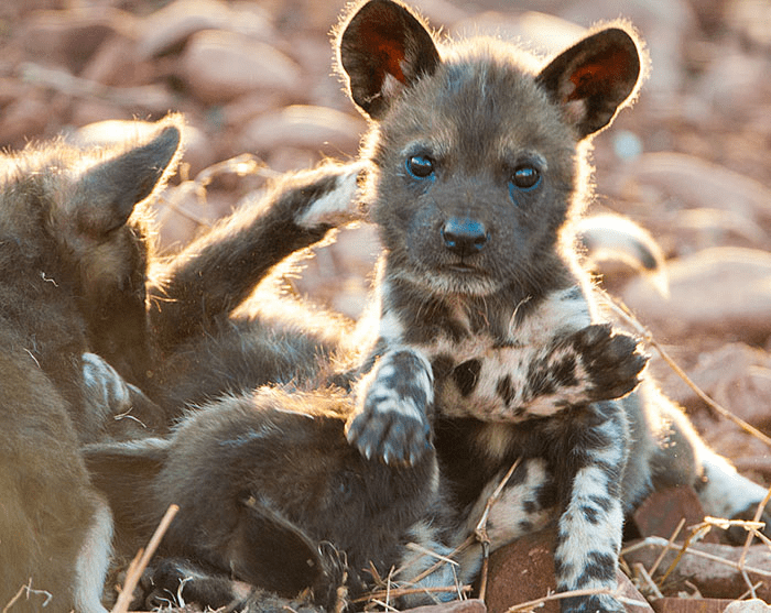 Cute African Wild Dog