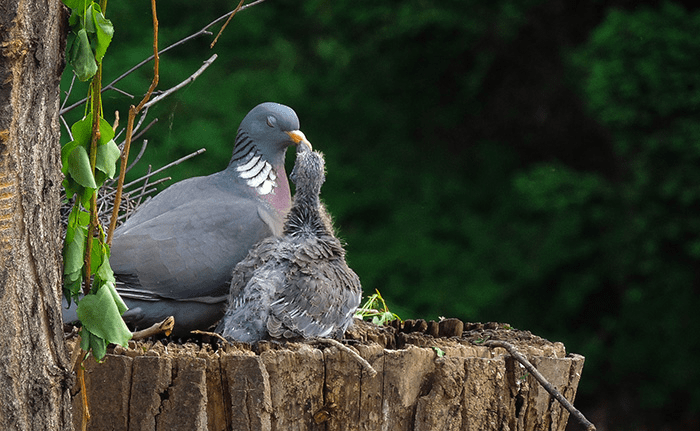 Parent Birds Taking Care of Their Young.