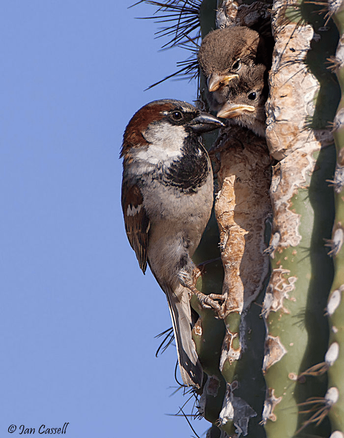 Parent Birds Taking Care of Their Young.