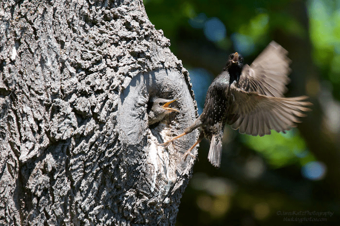 Parent Birds Taking Care of Their Young.