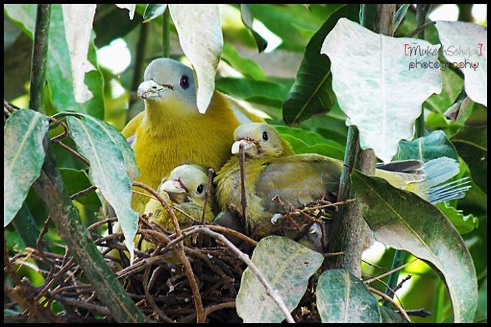 Parent Birds Taking Care of Their Young.