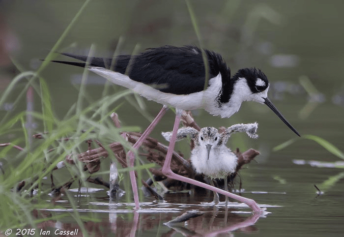 Parent Birds Taking Care of Their Young.