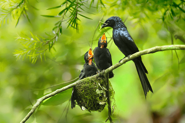 Parent Birds Taking Care of Their Young.