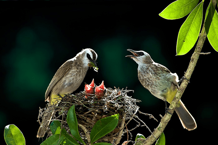 Parent Birds Taking Care of Their Young.