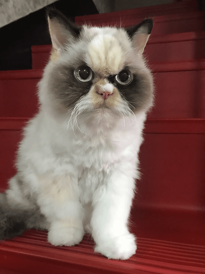 Grumpy Cat