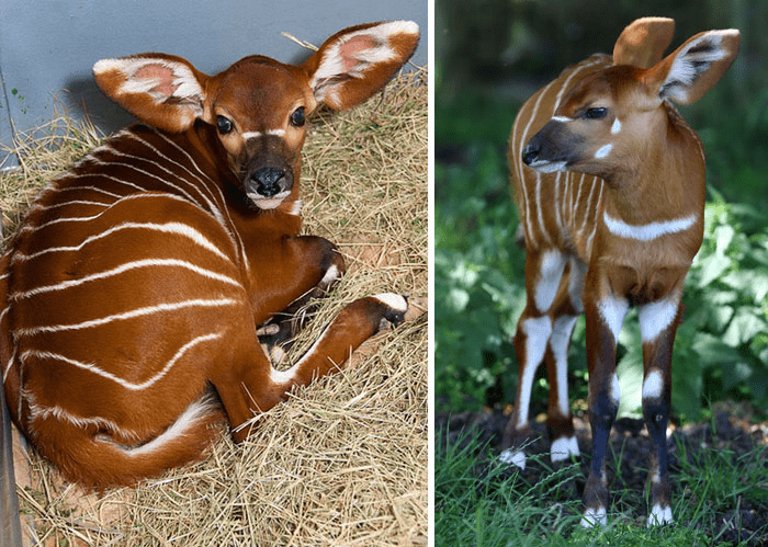 Baby Bongo