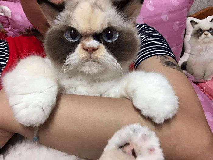 Grumpy Cat