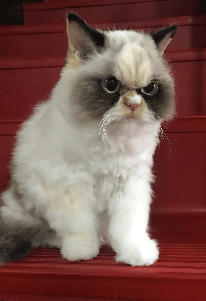 Grumpy Cat