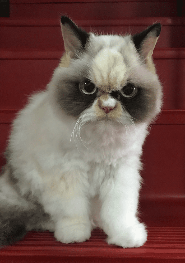 Grumpy Cat