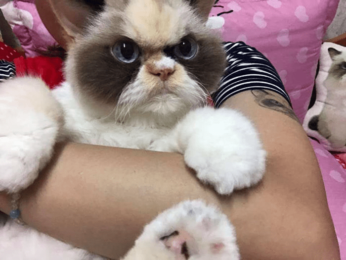 Grumpy Cat