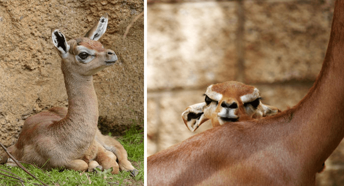 Gerenuk Calf