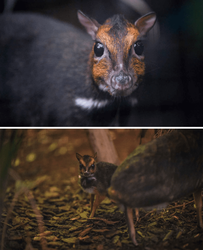 Baby Mouse Deer