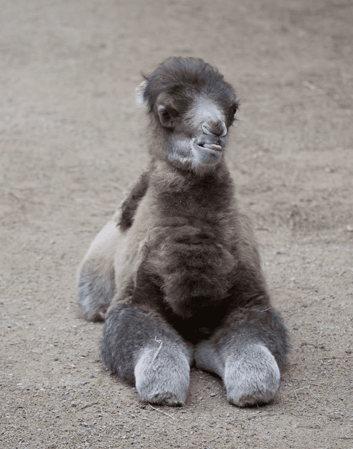 Baby Bactrian Camel