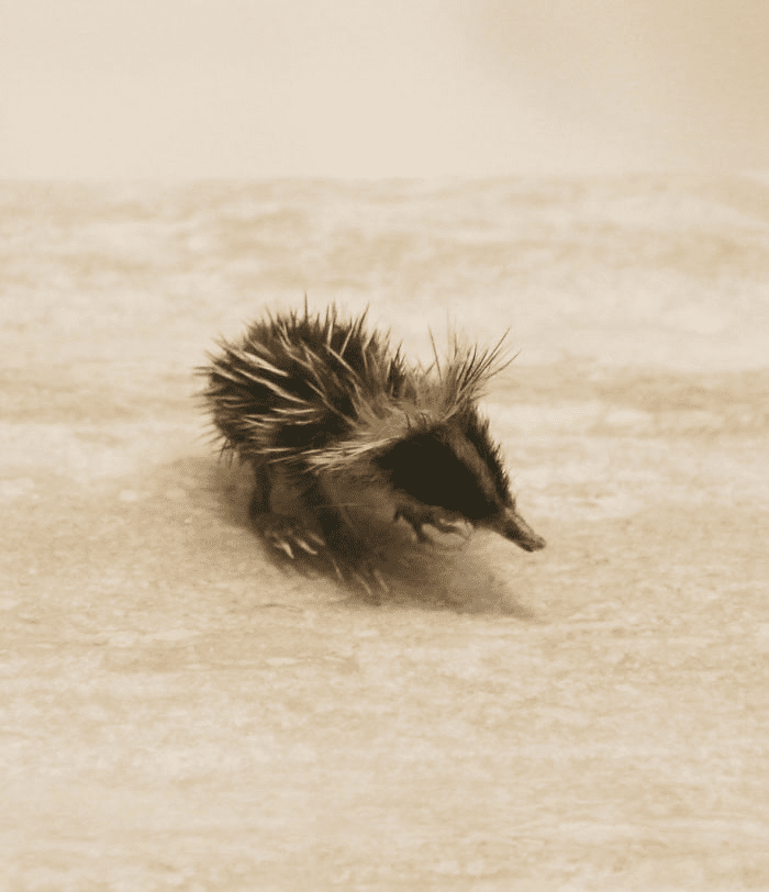 Baby Lowland Streaked Tenrec