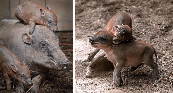 Babirusa Babies