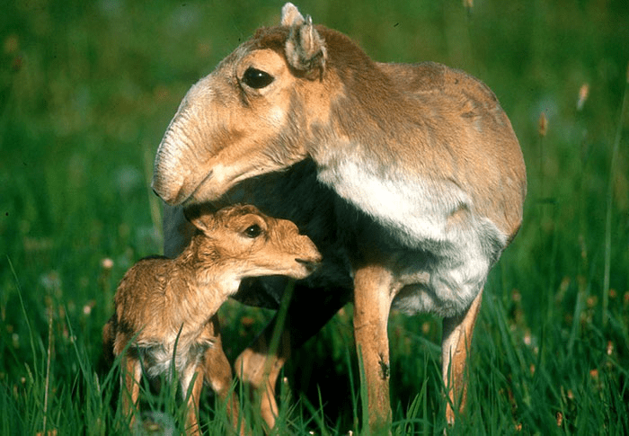 Adorable Saiga Baby