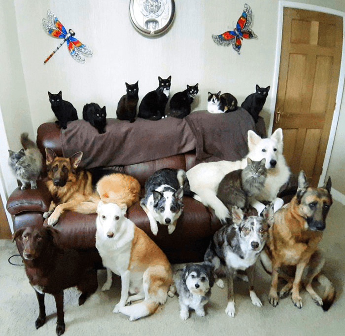 17 of  pets photograph.