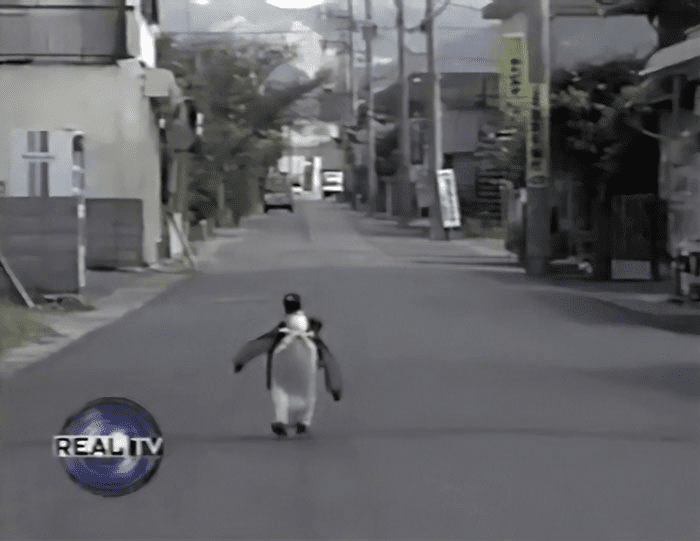 penguin