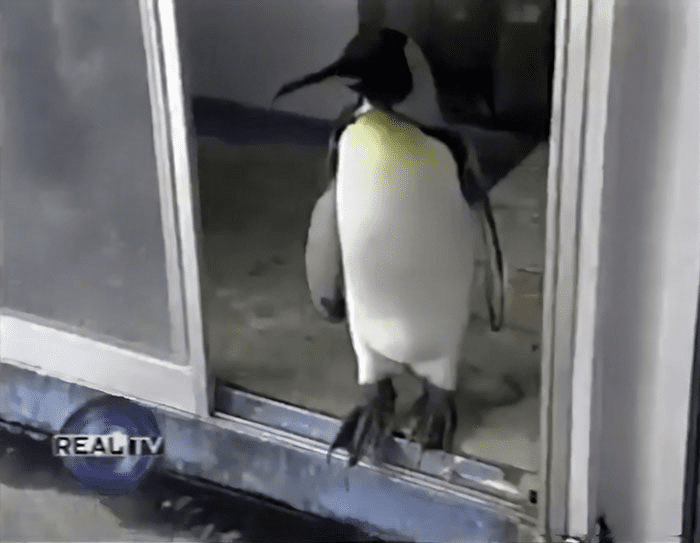 penguin