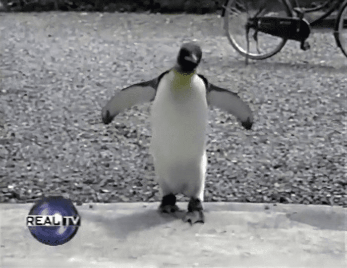 penguin