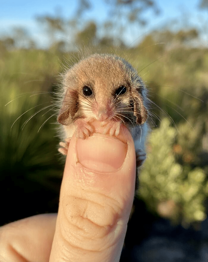 Pygmy Possum