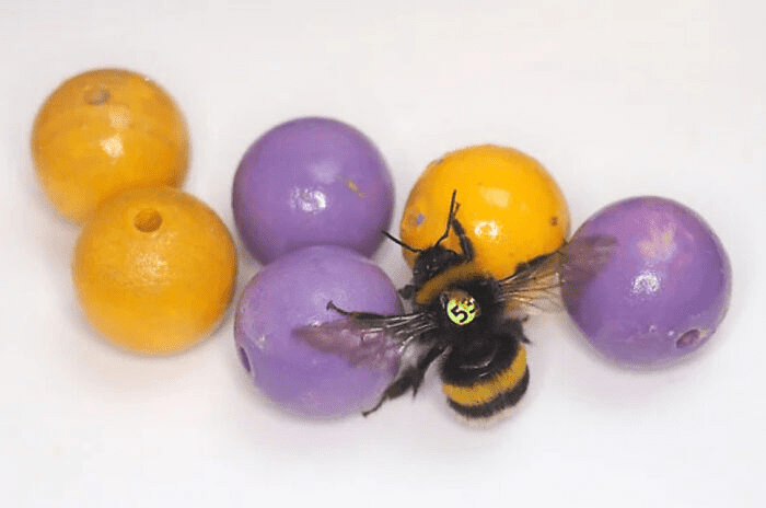 Bumblebees