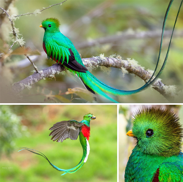 The Resplendent Quetzal 