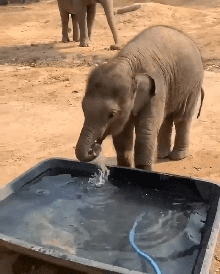 Baby Elephant