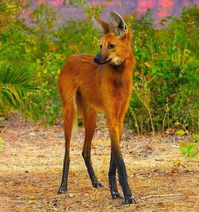 The Maned Wolf